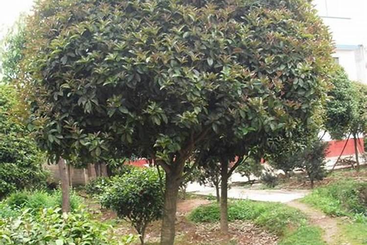 葡萄表面的白霜要洗掉吗葡萄表面的白霜怎么洗