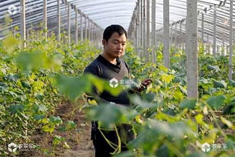 硼肥对改善花椰菜品质的重要作用及施用方法有哪些？