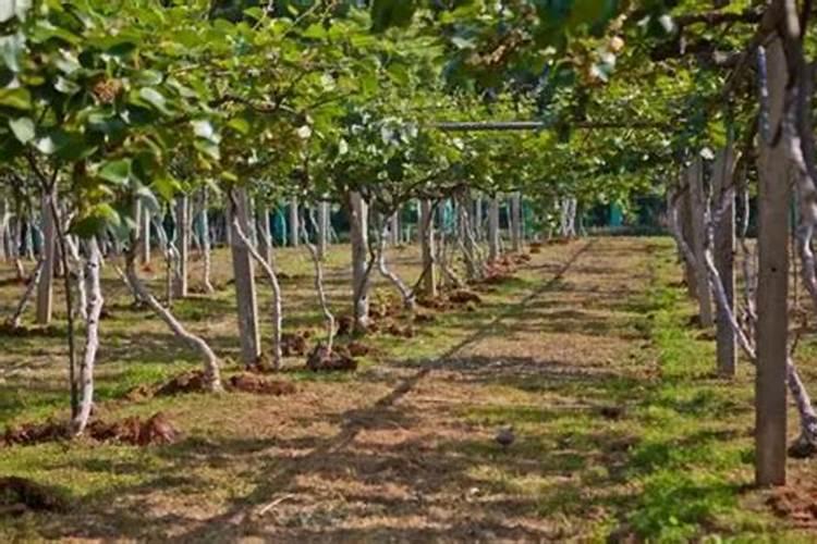 春玉米旱地栽培