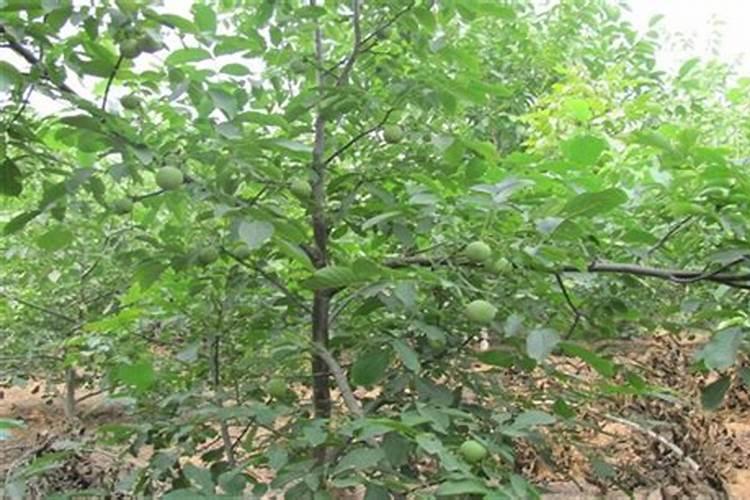 核桃施肥时间是何时