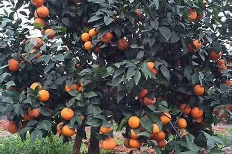 硫酸钾复合肥优缺点