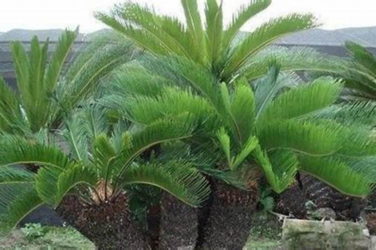 铁树用什么肥料好 是一种裸子植物