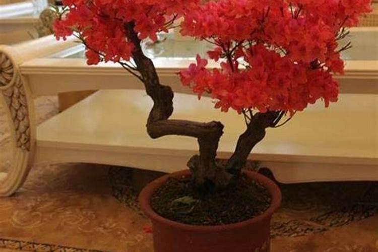 请问大家映山红盆景用什么肥料施肥？怎么管理？