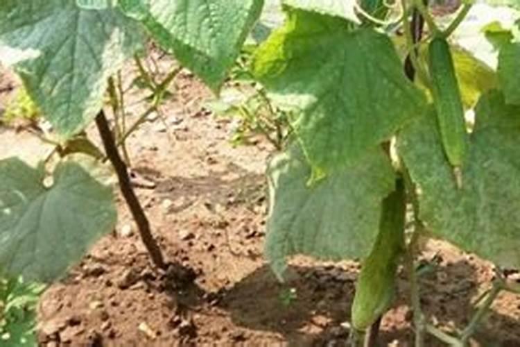 复合肥,硫基,尿基,硝基,氯基的区别是怎么区分