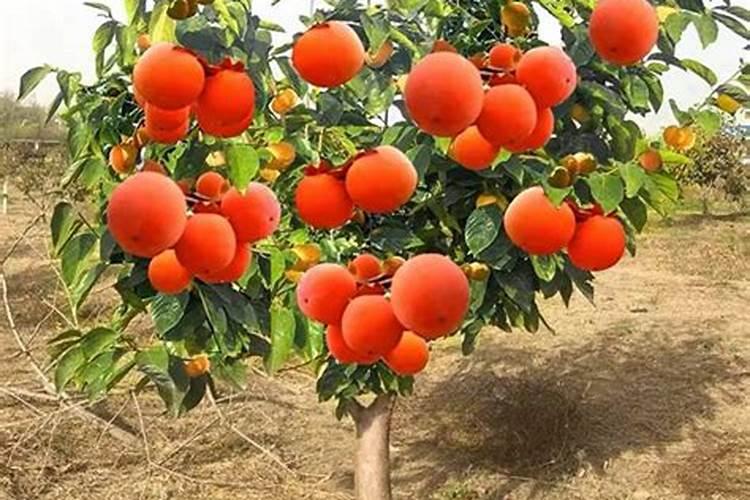 荆芥叶子上面都是白斑