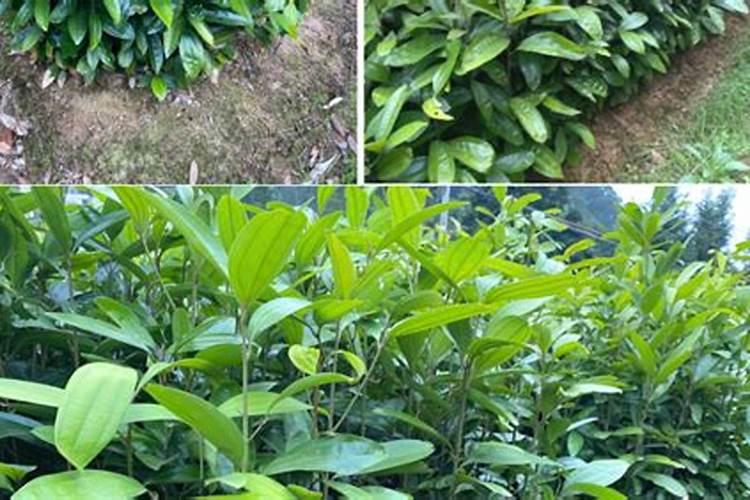 御贵草金线莲叶子出现了黄叶是不是要施肥？