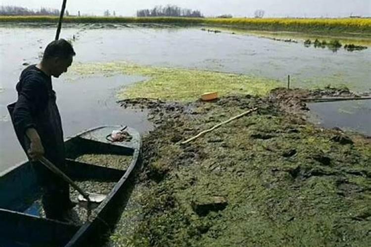 中农大678玉米种子简介(品种审定公告,耐高温表现)