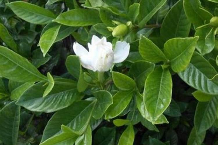 给月季和栀子花咋样施磷酸二氢钾肥