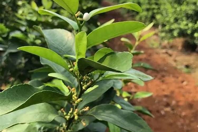 化肥氯化钾实验室检测含量低的原因是什么