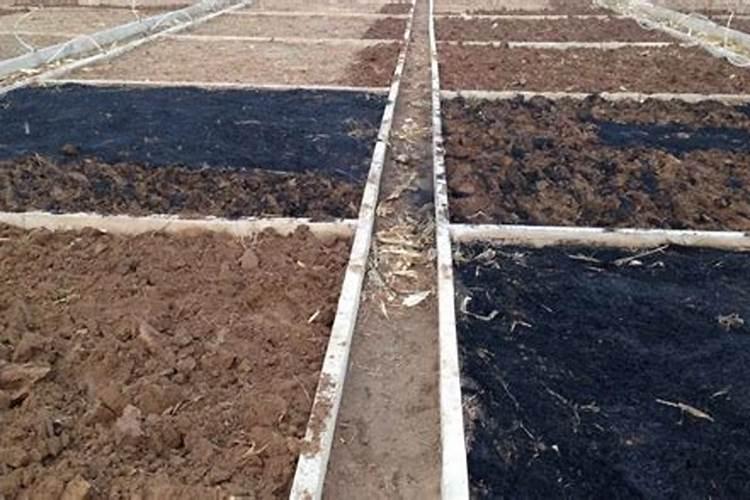 种苜蓿能治碱地吗