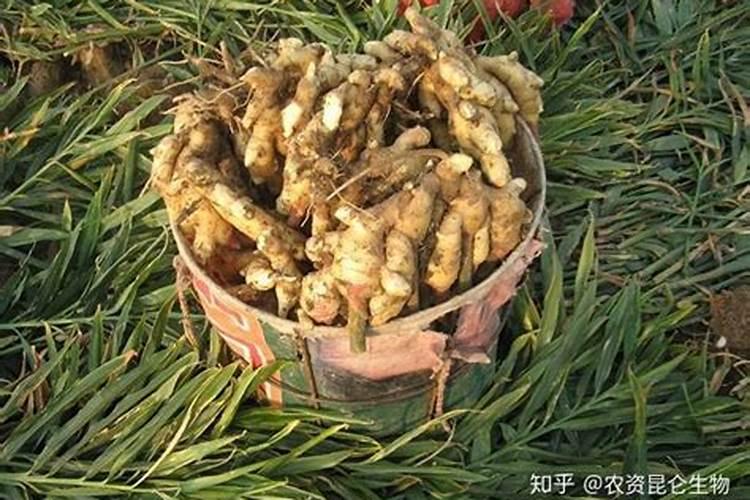 叶用甘薯如何进行无公害栽培？