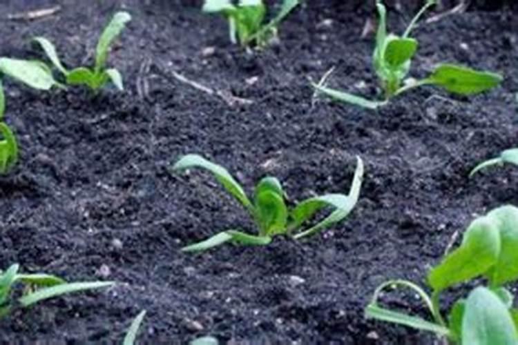 水溶肥料是什么原料做的