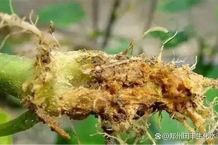 对抗根腐病最厉害的三种药是啥