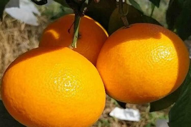 请问如果油桃的叶子开始卷了怎么办？难道是得病了吗？谢谢了,各位帮帮忙...