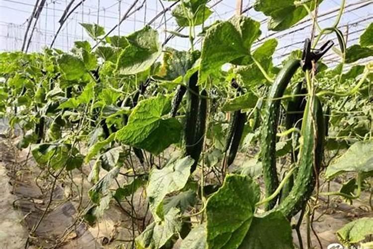 土豆和玉米可以一起煲汤吗