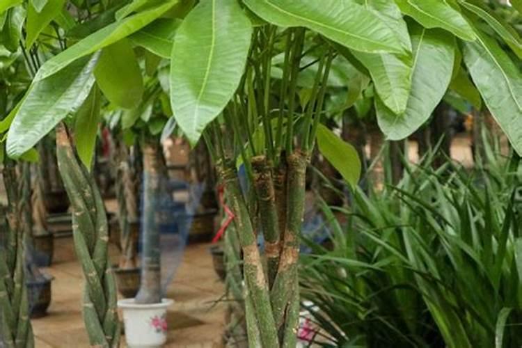 发财树如何施肥