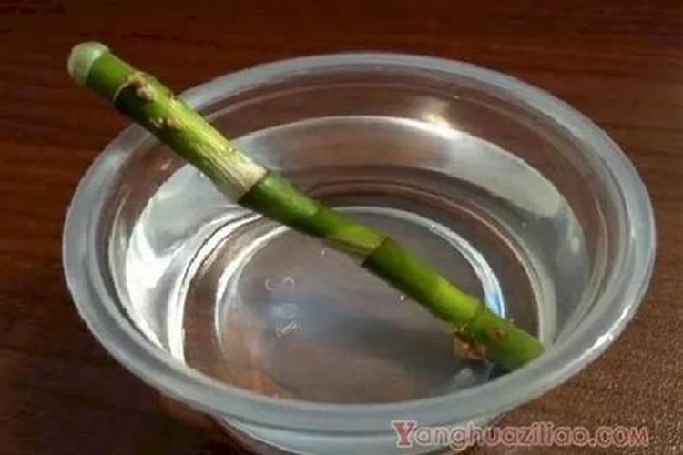 发财树浇水多了根茎腐烂了怎么办,怎么使用生根粉