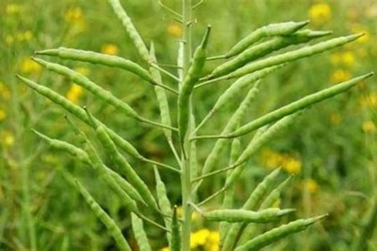 油菜种植需要什么肥料