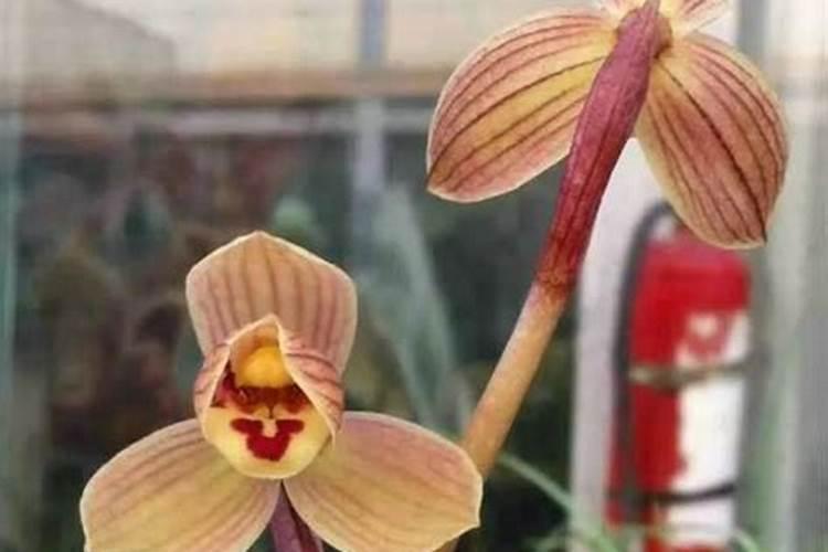 促进开花的肥料 促开花需什么肥