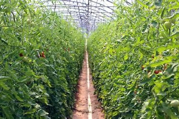 波尔多液可以加叶面肥吗