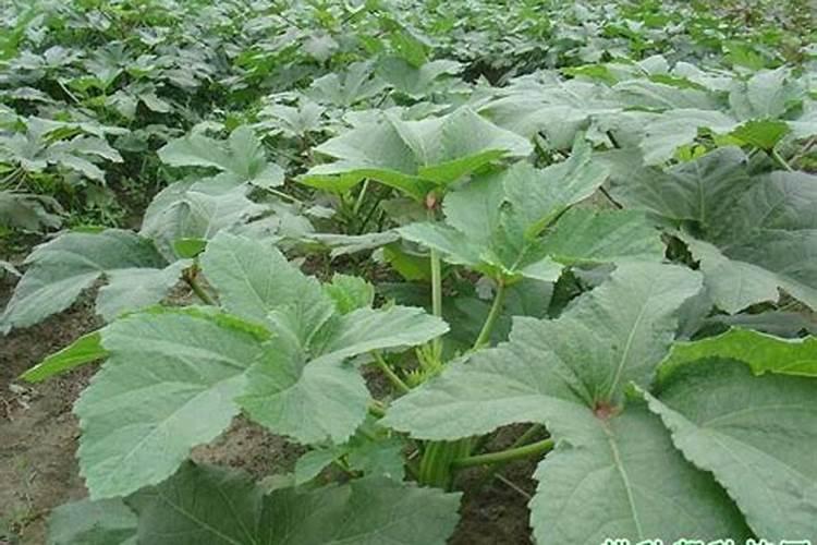 新鲜芝麻蜜瓜怎样保存最好 新鲜芝麻蜜瓜的保存方法