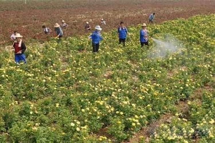 食用醋简单介绍 食醋是酸性的还是碱性食物