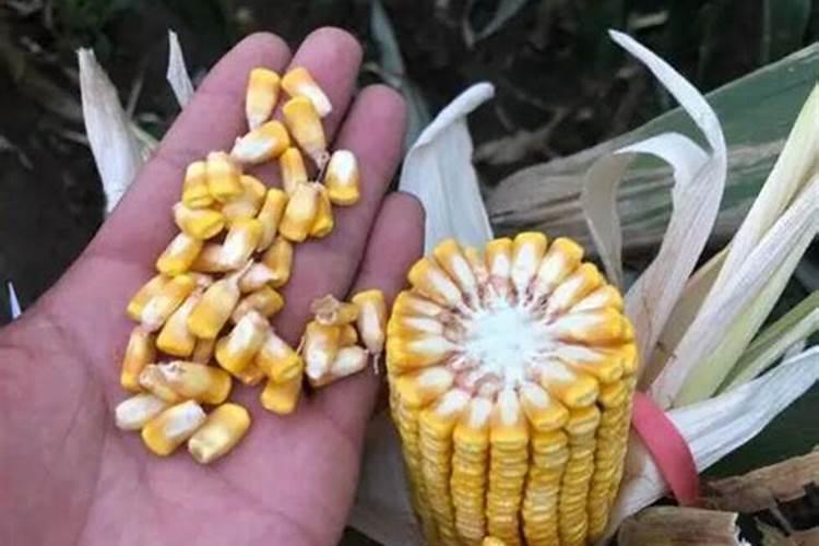 玉米控释肥哪个效果好