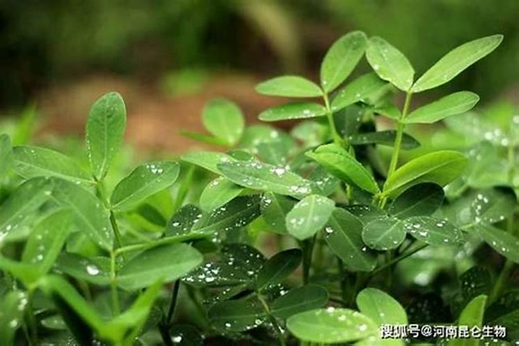 矿源黄腐酸钾怎么使用？土壤问题怎么改良？