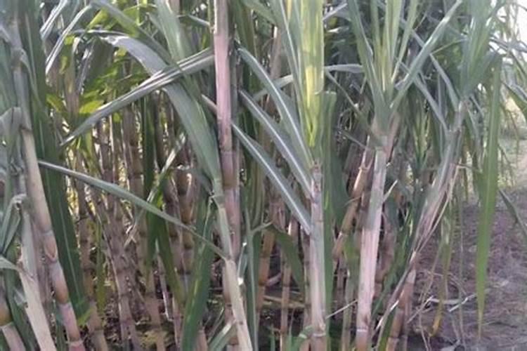 种植甘蔗需要哪些肥料打底