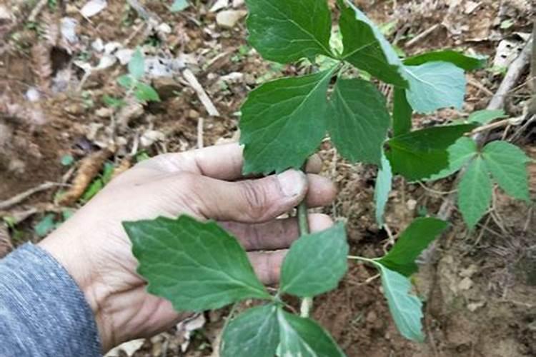 大量磷肥烧根吗