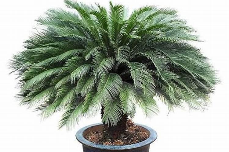 硫酸钾是什么肥料 硫酸钾和氯化钾的区别