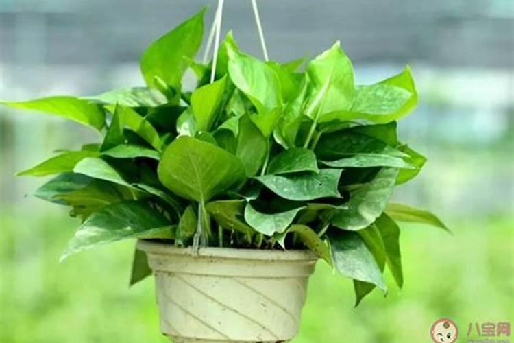 植物浓缩营养液怎么用