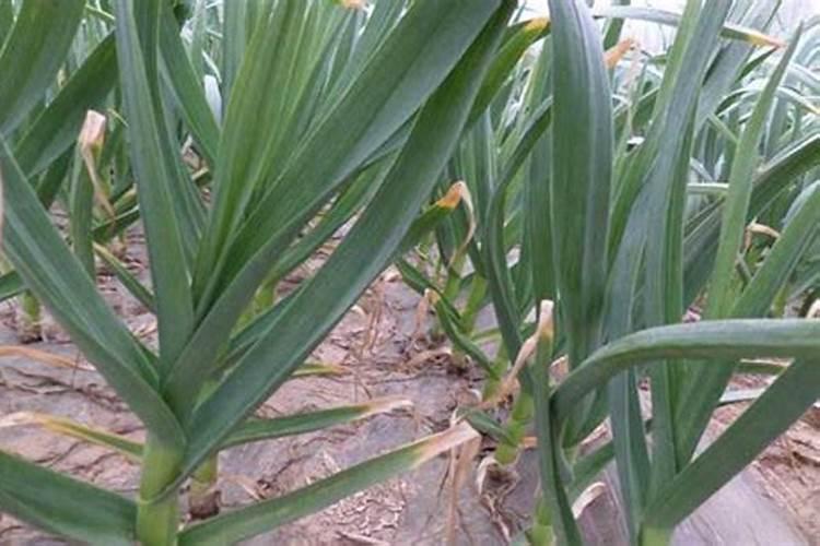 种植大蒜用什么肥料好
