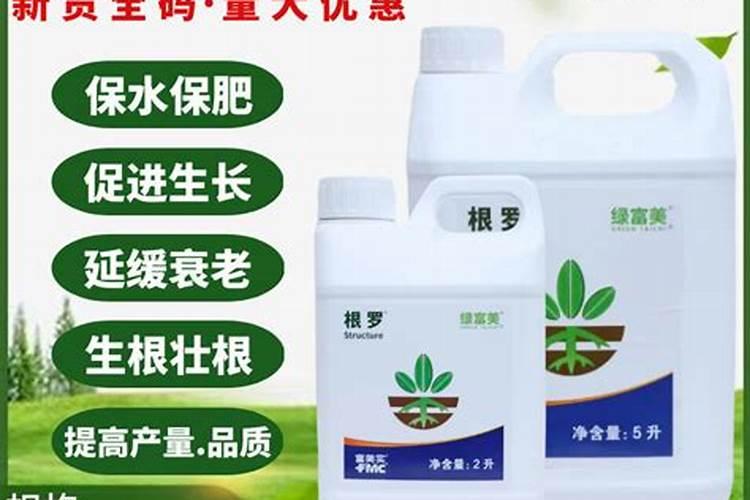 兰花六月份能换盆吗？要注意些什么