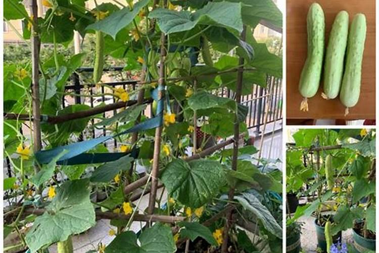 棉花怎么使用叶面肥 棉花施肥方法介绍