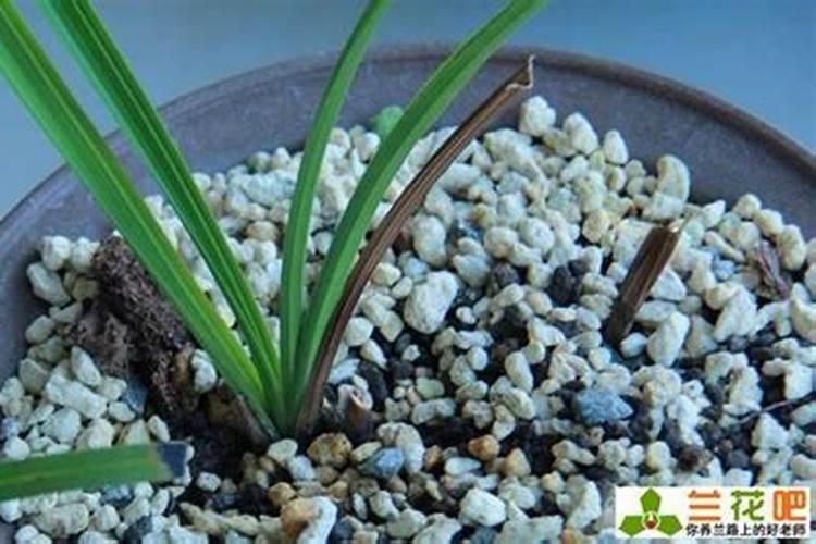 水稻硼肥的作用及使用方法