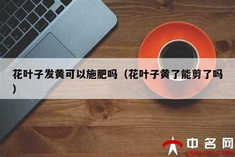 干树叶可以做肥料吗