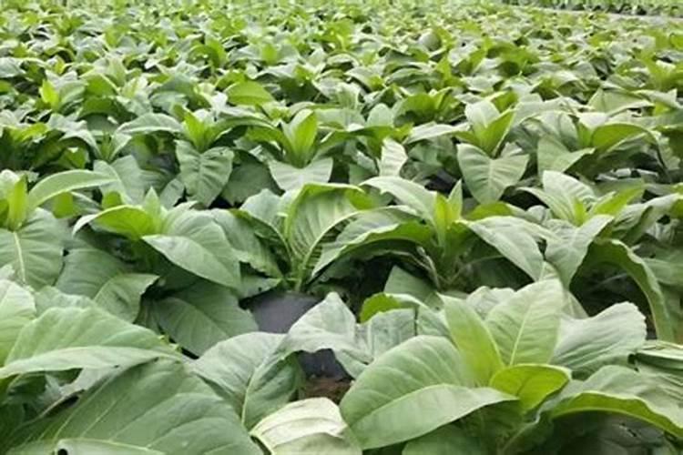烤烟种植技术与方法