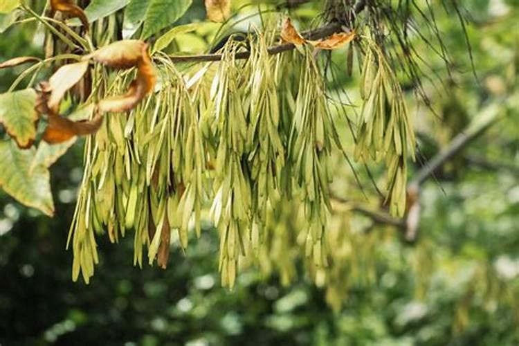 掺混肥和复合肥哪个效果更好