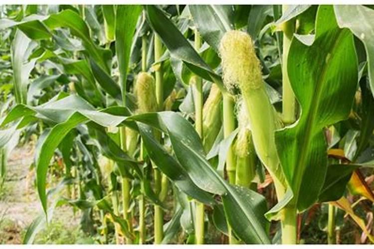 玉米授粉期能打叶面肥吗？
