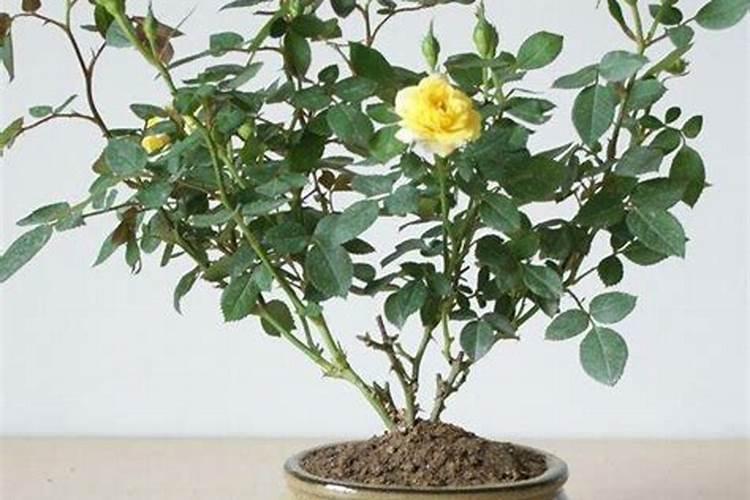月季花怎么施肥
