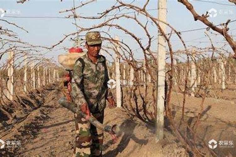 芸苔素使用技巧