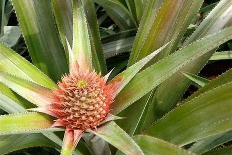 夏季月季需要每天打杀菌药吗(月季花雨后可以喷杀菌药吗)