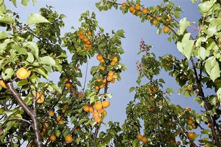 月季多久打药一次 月季需要多久喷一次农药