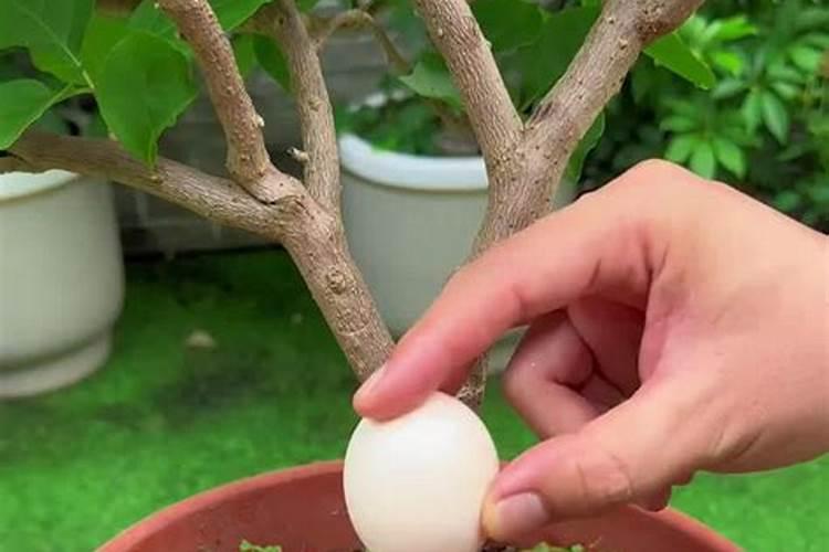 花卉叶面肥多久喷一次比较好 叶面肥打多了有害吗