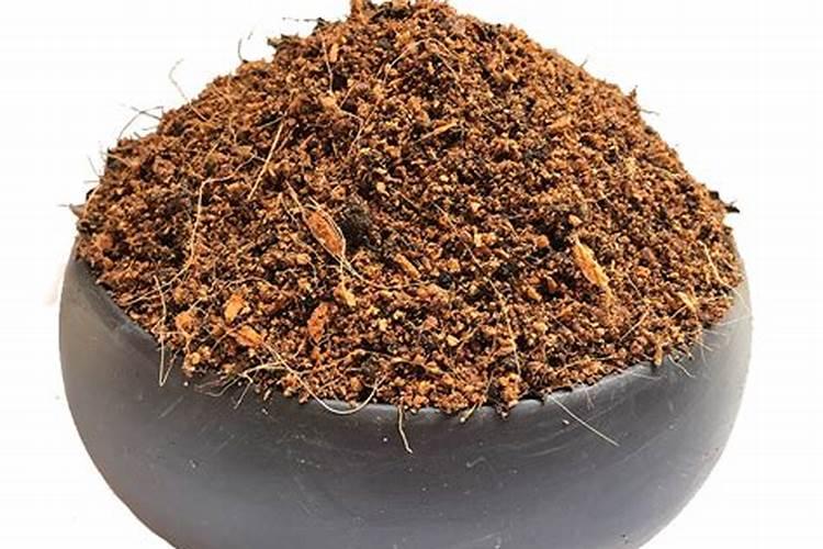 黑骨茶盆景的养殖方法