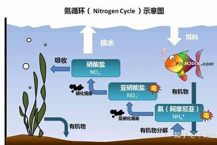 降氨氮最快方法