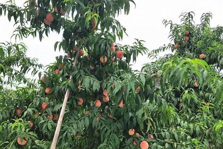 土豆叶子皱卷怎么回事？