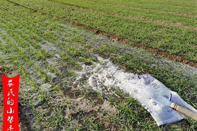 种植小麦时,应该先喷洒除草剂还是先浇水呢？