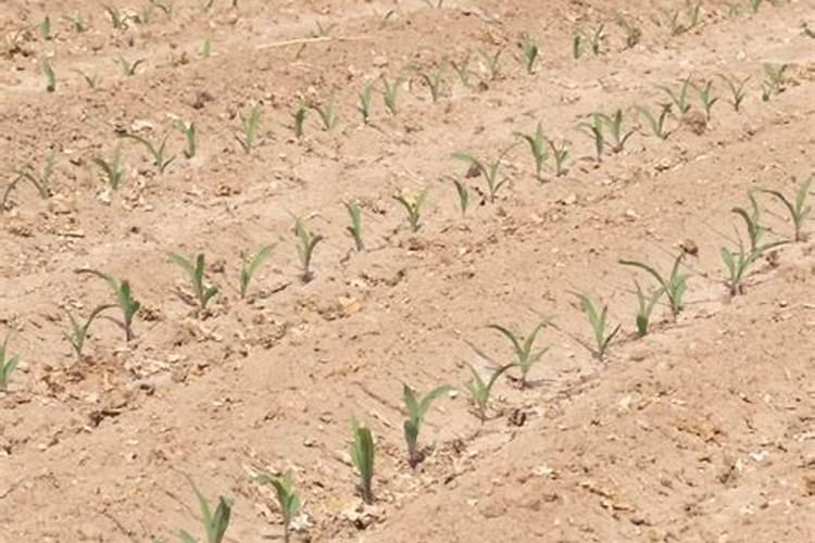 种植小麦时,应该先喷洒除草剂还是先浇水呢？